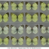 colias alfacariensis imago volg